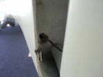 Sternpost_port_stop_and_rudder_hole_Y9_06_07