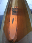 Middle fin rib 4.