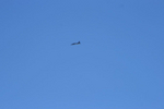 img0930copy