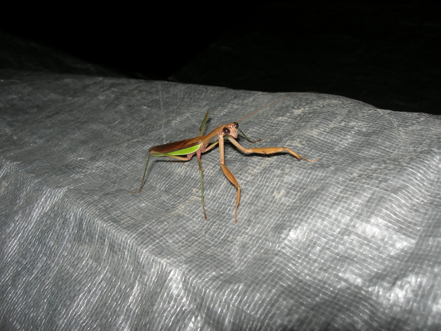 Visitor Y10-09-09.
